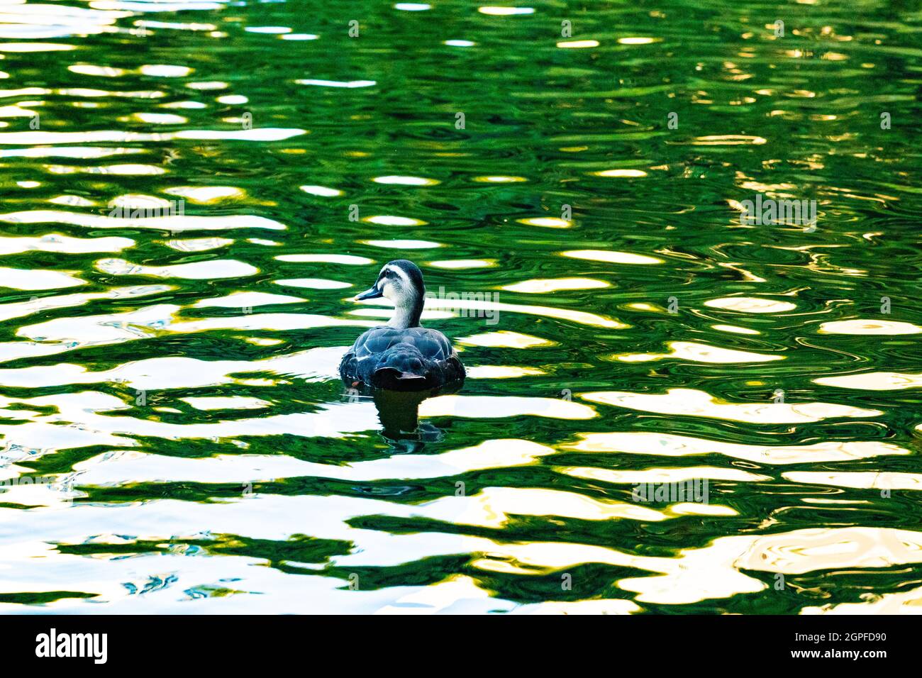 magnifique reflet de l'eau avec canard nageant Banque D'Images