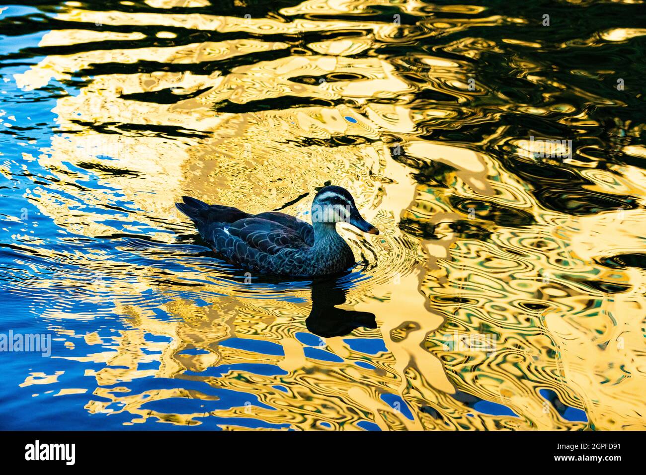 magnifique reflet de l'eau avec canard nageant Banque D'Images