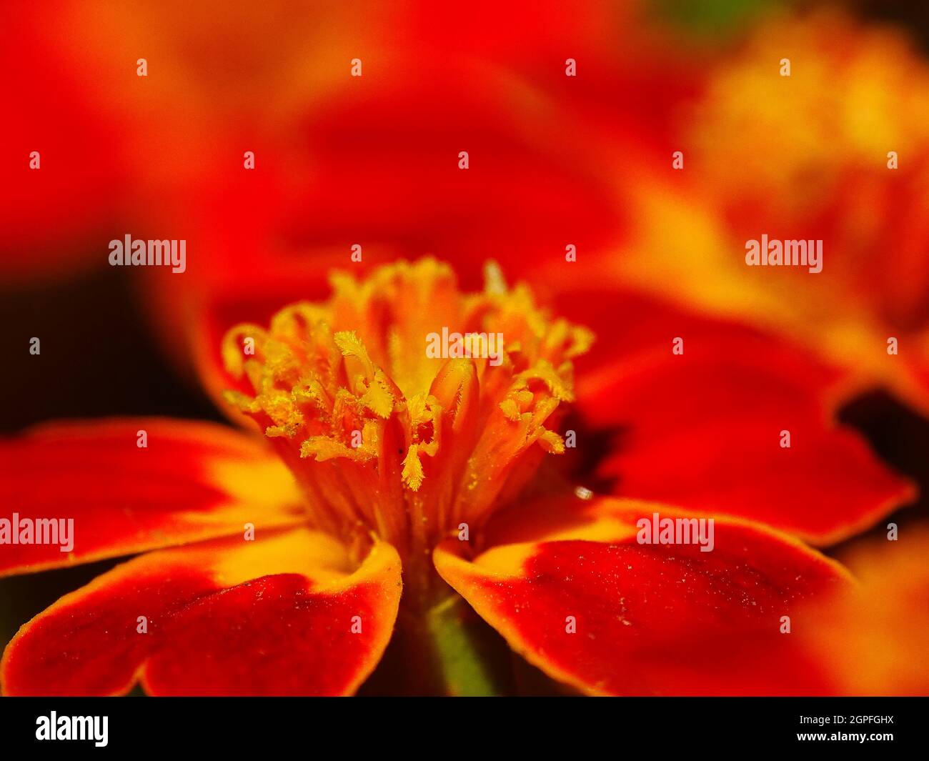 Macro d'une fleur de Tagetes jaune et orange, avec fleurs de tagetes floues en arrière-plan Banque D'Images