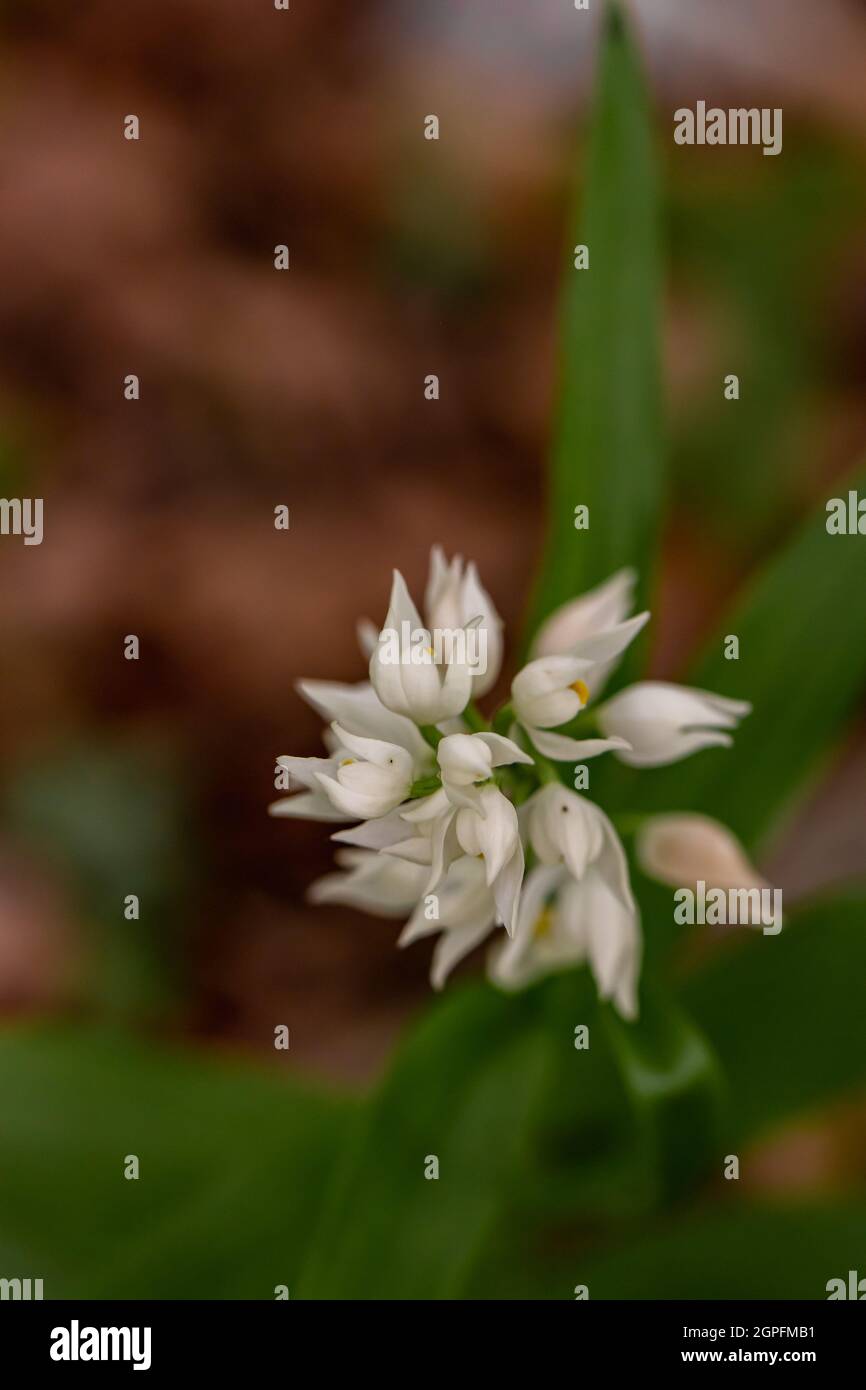 Cephalanthera longifolia fleur dans le champ Banque D'Images