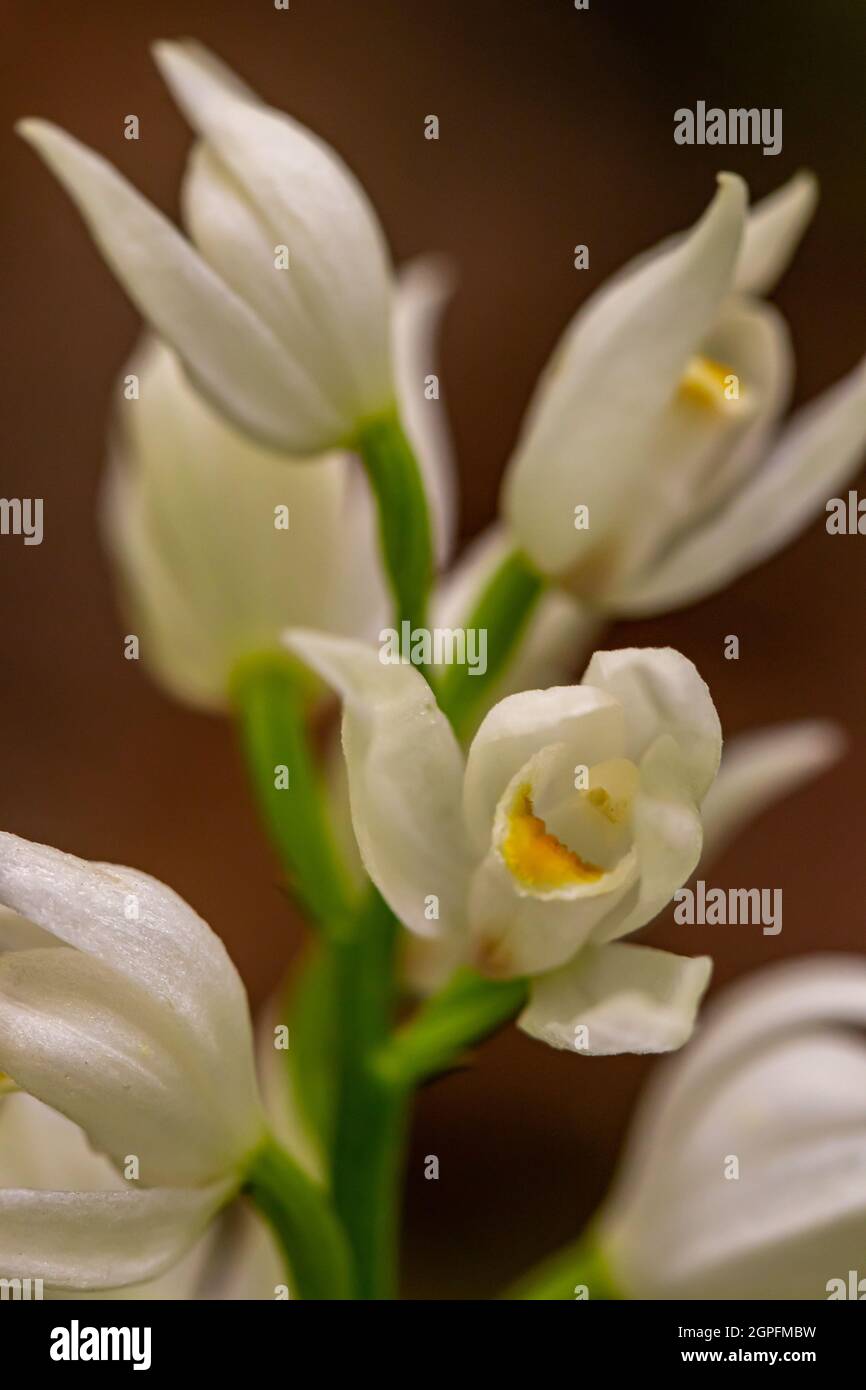Cephalanthera longifolia fleur en croissance dans le champ, macro Banque D'Images