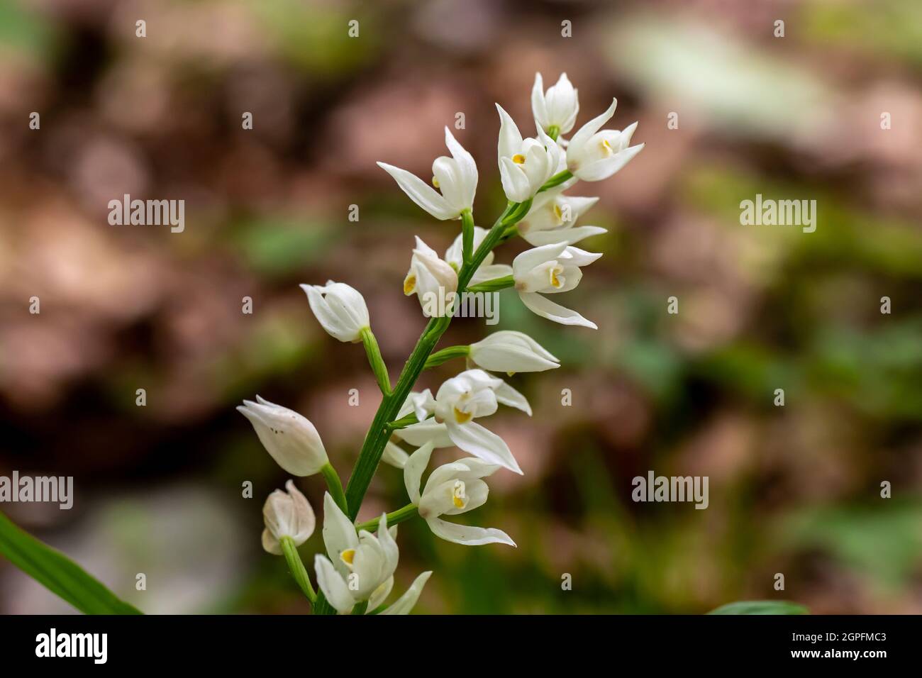 Cephalanthera longifolia fleur en croissance dans le champ, gros plan Banque D'Images