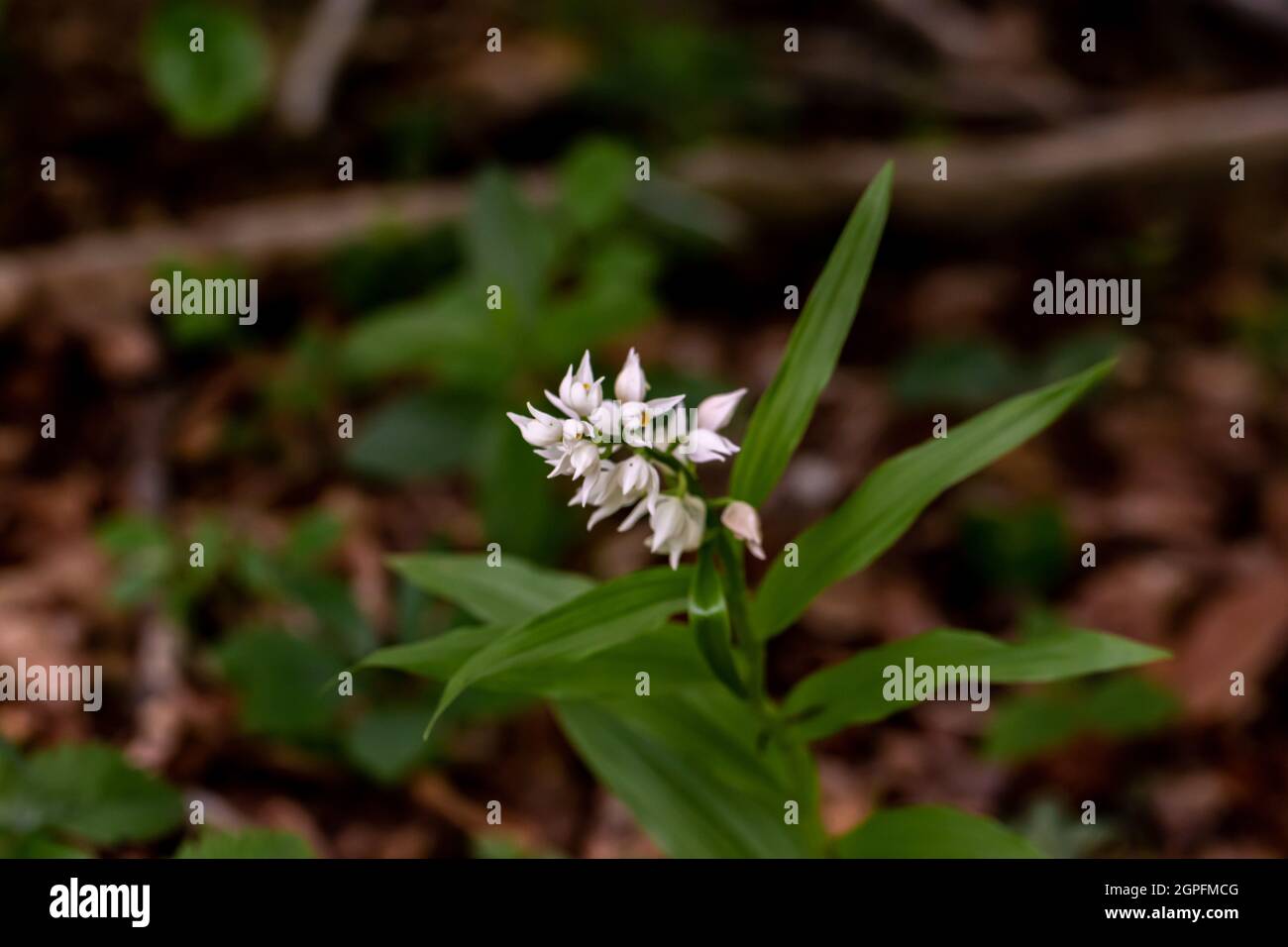 Cephalanthera longifolia fleur en croissance dans le champ, pousse gros plan Banque D'Images