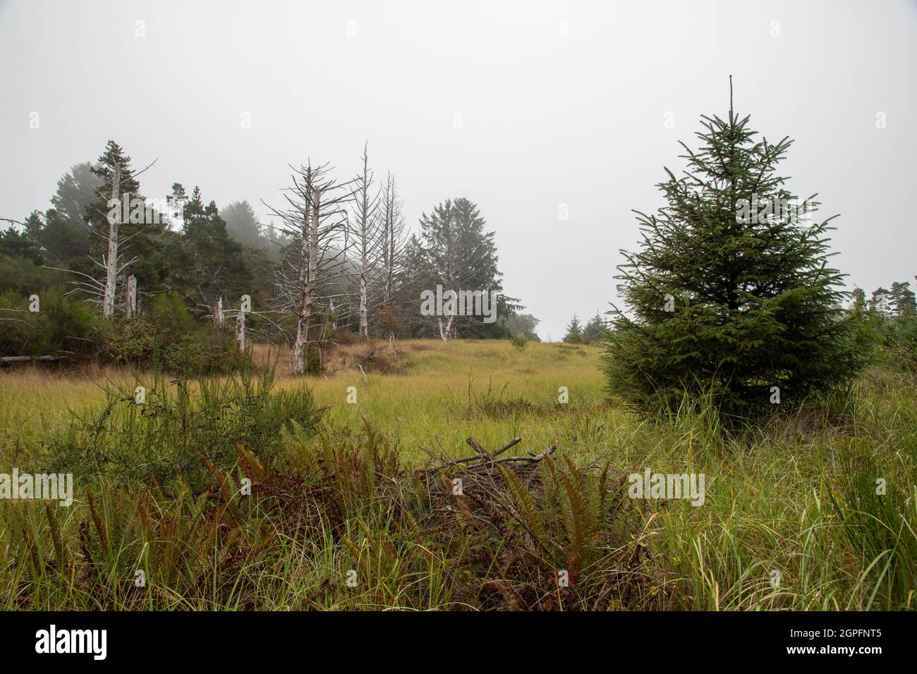 Misty Foggy Morning Field Walking Path Seaside Oregon Landscape Banque D'Images