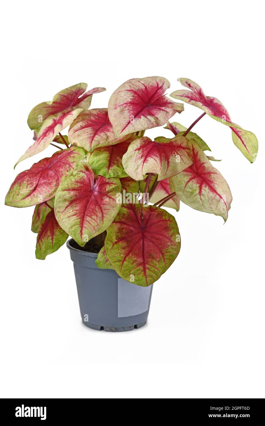 La plante du foyer 'Caladium Lemon Blush' est rose et verte dans un pot de fleurs isolé sur fond blanc Banque D'Images