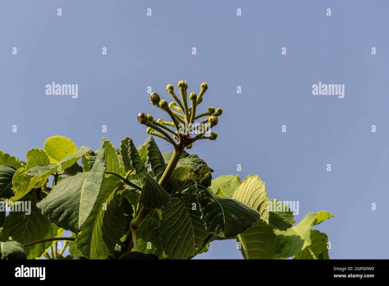 Petits fruits de péqui, nourriture typique du cerrado brésilien. (Caryocar brasiliense). Mise au point sélective. Banque D'Images