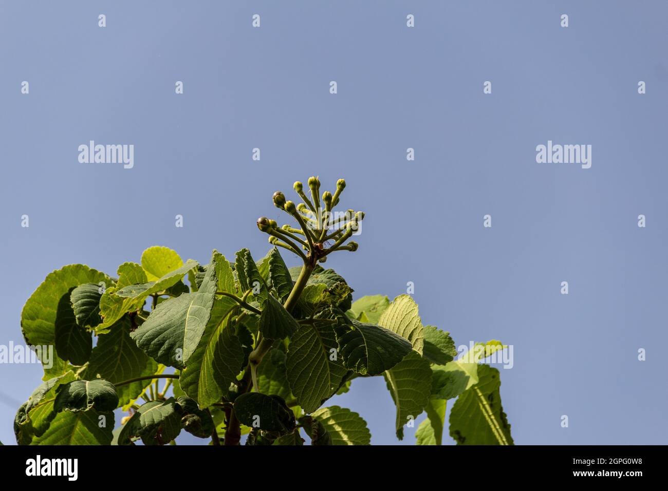 Petits fruits de péqui, nourriture typique du cerrado brésilien. (Caryocar brasiliense). Mise au point sélective. Banque D'Images