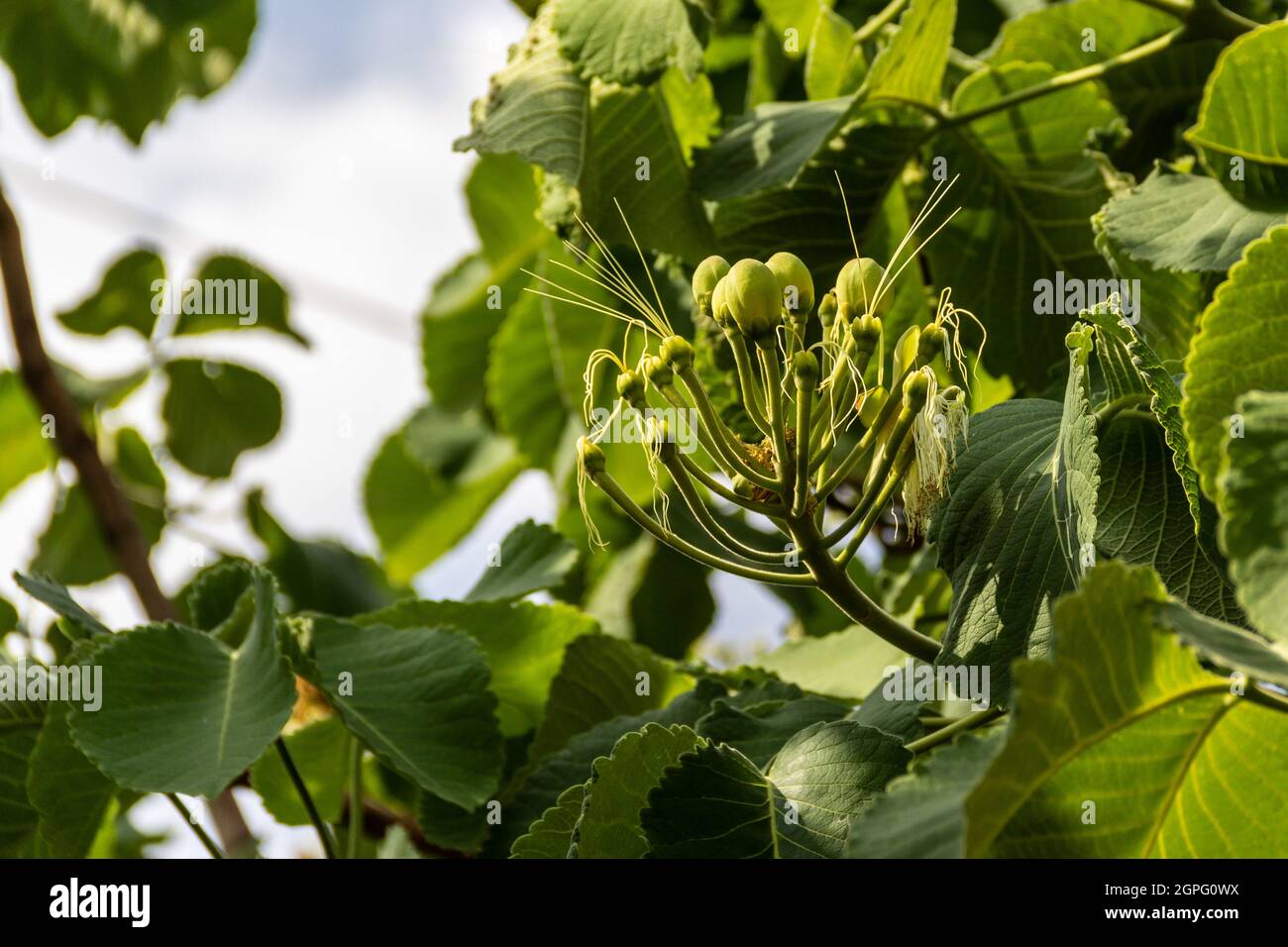 Petits fruits de péqui, nourriture typique du cerrado brésilien. (Caryocar brasiliense). Mise au point sélective. Banque D'Images