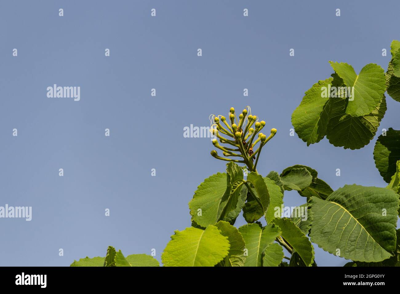 Petits fruits de péqui, nourriture typique du cerrado brésilien. (Caryocar brasiliense). Mise au point sélective. Banque D'Images