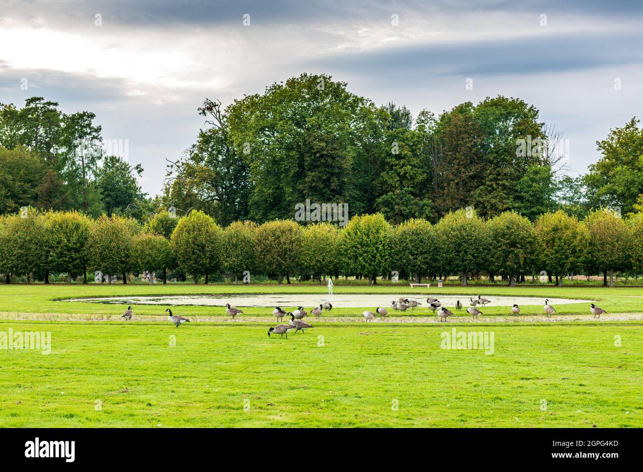 Oies Bernache du Canada dans le parc du Château de Chantilly, France, Oise, automne Banque D'Images