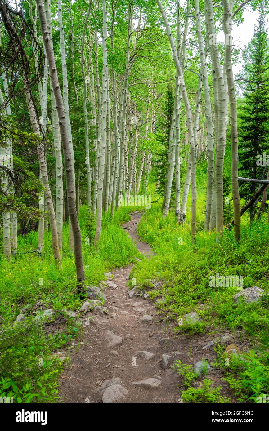 Sentier de randonnée dans une forêt de tremble verdoyante et luxuriante dans les montagnes du Colorado Banque D'Images