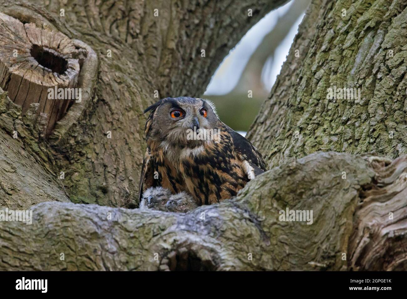 Hibou eurasien / hibou européen de l'aigle (Bubo bubo) femelle avec des poussins en nid dans l'arbre Banque D'Images