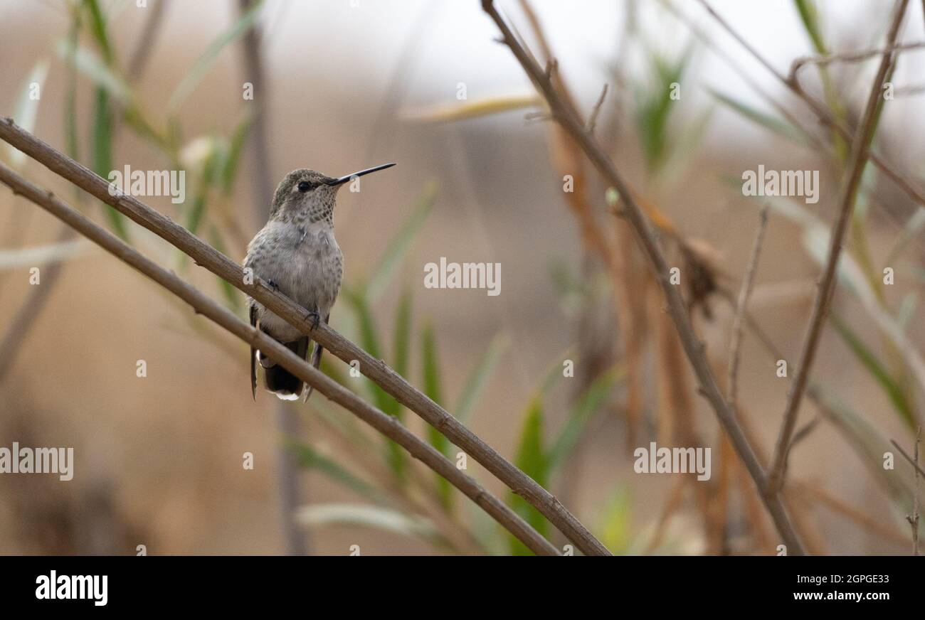 Une femelle de Allen Hummingbird (Selasphorus sasin) perche dans une succursale à Los Angeles, Californie, États-Unis Banque D'Images