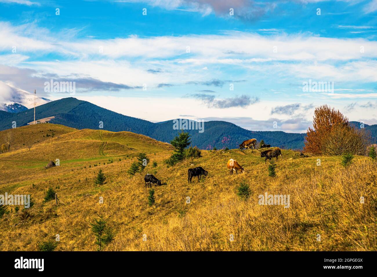 Un troupeau de vaches tombe sur un inondé de lumière du soleil et mange de l'herbe sur fond de la nature de Les Carpates et le ciel Banque D'Images