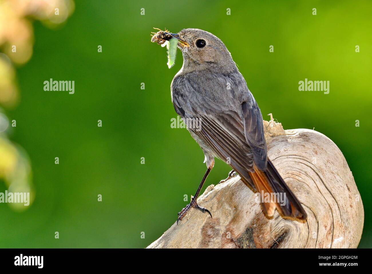 France, Doubs, faune, oiseaux, animaux sauvages, Oiseau, passerine, Muscicapid, Redstart (Phoenicurus sp), Black redstart (Phoenicurus ochruros), alimentation, femelle Banque D'Images