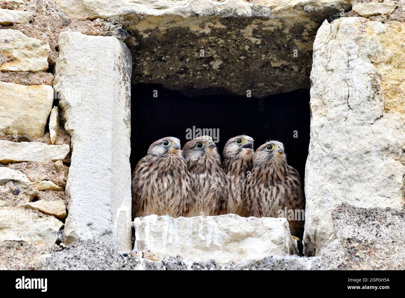 France, Doubs, faune, oiseaux, animaux sauvages, le rapaleur diurne, falcon, nichée dans la lucarne d'une ferme, poussins Banque D'Images