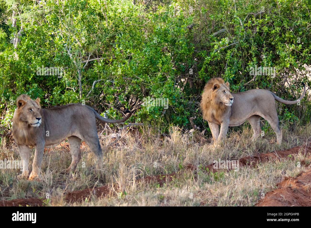 Afrique, Kenya, parc national de Tsavo West, couple de lions mâles (Panthera leo) Banque D'Images