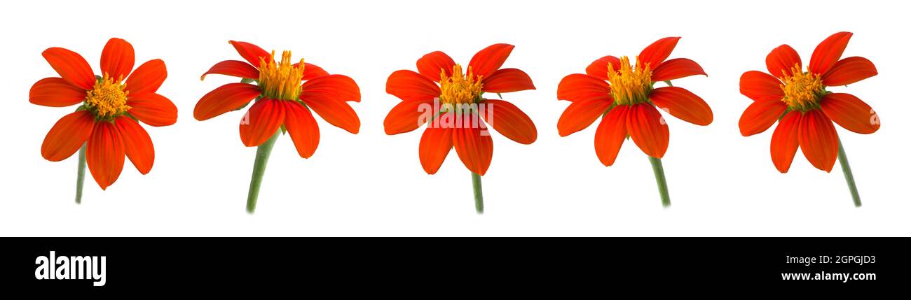 ensemble de tournesols mexicains orange vif ou de marigold d'arbres ou de tournesol mexicain ou de tournesols japonais isolés sur fond blanc Banque D'Images