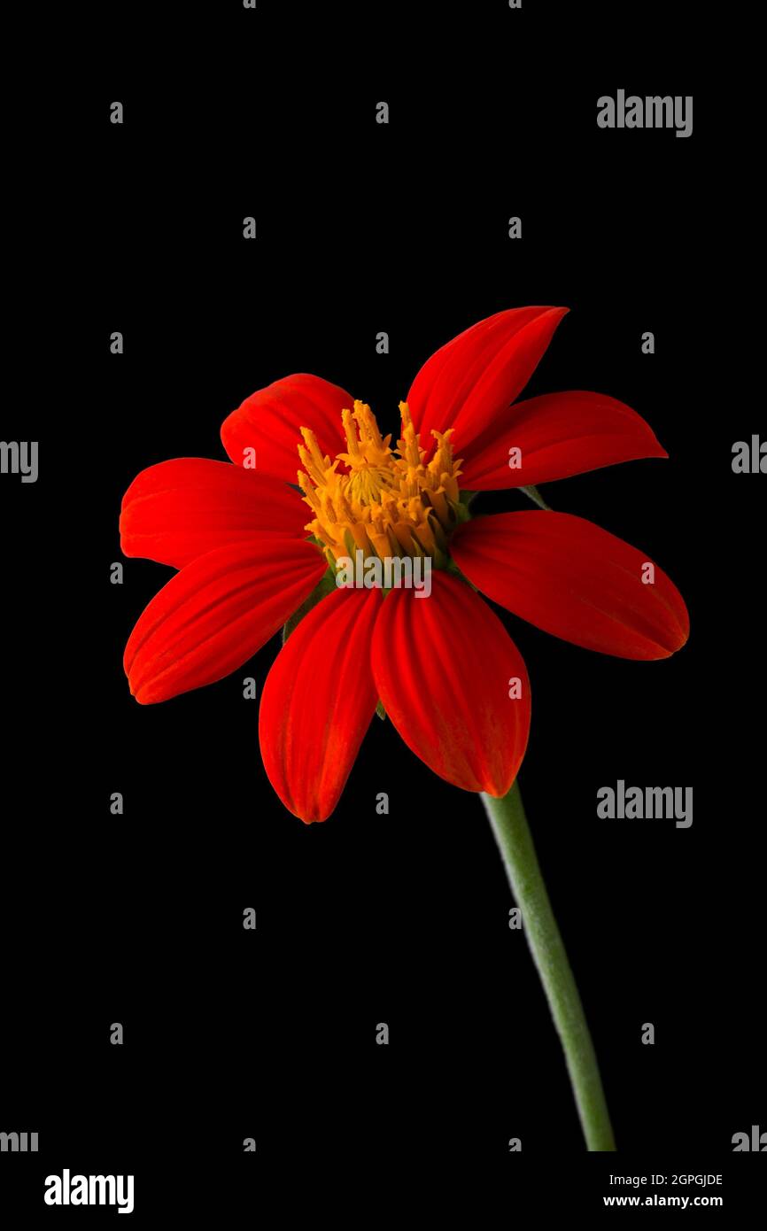 orange rougeâtre brillant tournesol mexicain ou marigold d'arbre ou tournesol mexicain ou tournesol japonais isolé sur fond noir Banque D'Images