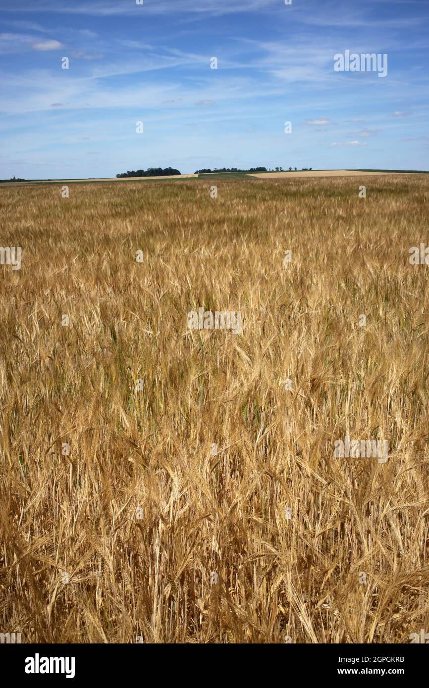 Champ de blé - sentier pédestre entre la ferte-sous-Jouarre et Orly-sur-Morin le long du petit morin - Seine-et-Marne - Île-de-France - France Banque D'Images