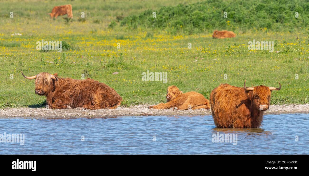 France, somme (80), Baie de somme, le Crotoy, Marais du Crotoy, Par forte chaleur, les vaches de bovins des Highlands recherchent la fraîcheur et se garent dans l'étang pour se rafraîchir Banque D'Images