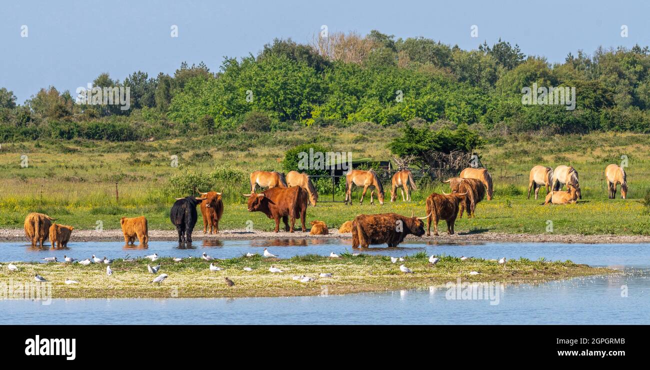 France, somme (80), Baie de somme, le Crotoy, Marais du Crotoy, Par forte chaleur, les vaches de bovins des Highlands recherchent la fraîcheur et se garent dans l'étang pour se rafraîchir Banque D'Images