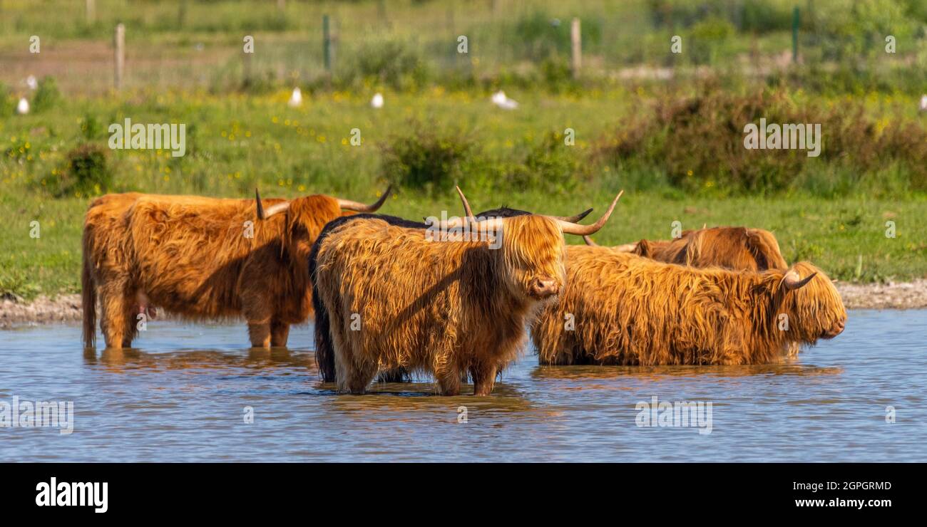 France, somme (80), Baie de somme, le Crotoy, Marais du Crotoy, Par forte chaleur, les vaches de bovins des Highlands recherchent la fraîcheur et se garent dans l'étang pour se rafraîchir Banque D'Images