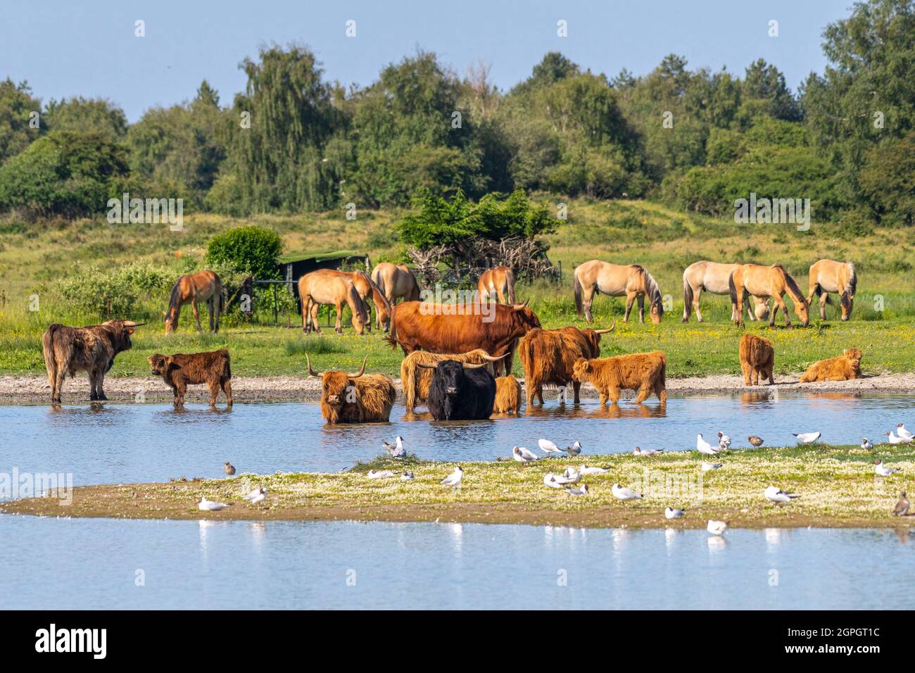 France, somme (80), Baie de somme, le Crotoy, Marais du Crotoy, Par forte chaleur, les vaches de bovins des Highlands recherchent la fraîcheur et se garent dans l'étang pour se rafraîchir Banque D'Images