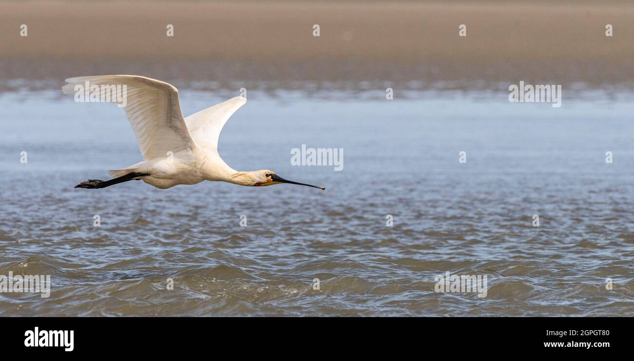 France, somme, Baie de somme, le Hourdel, Spoonbill eurasien (Platalea leucorodia Spoonbill eurasien) qui viennent pêcher dans les eddies avant d'être chassé par le trou de marée et les forts courants de la marée montante Banque D'Images