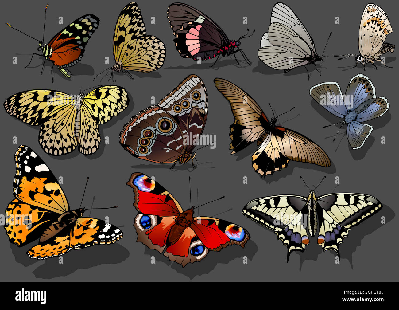 Ensemble de papillons aux couleurs vives Illustration de Vecteur