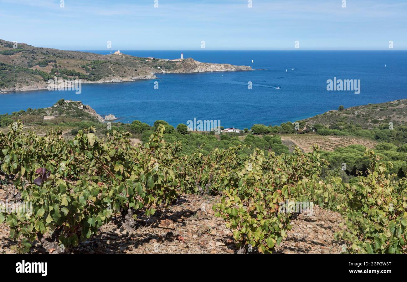 France, Pyrénées-Orientales, Port-Vendres, la côte près de Cap Bear Banque D'Images