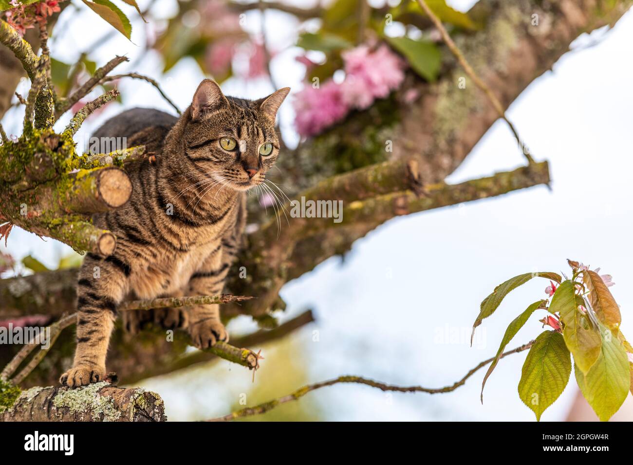 France, somme, Marcheville, le chat Minette a grimpé dans un prunus pour essayer de capturer les oiseaux Banque D'Images