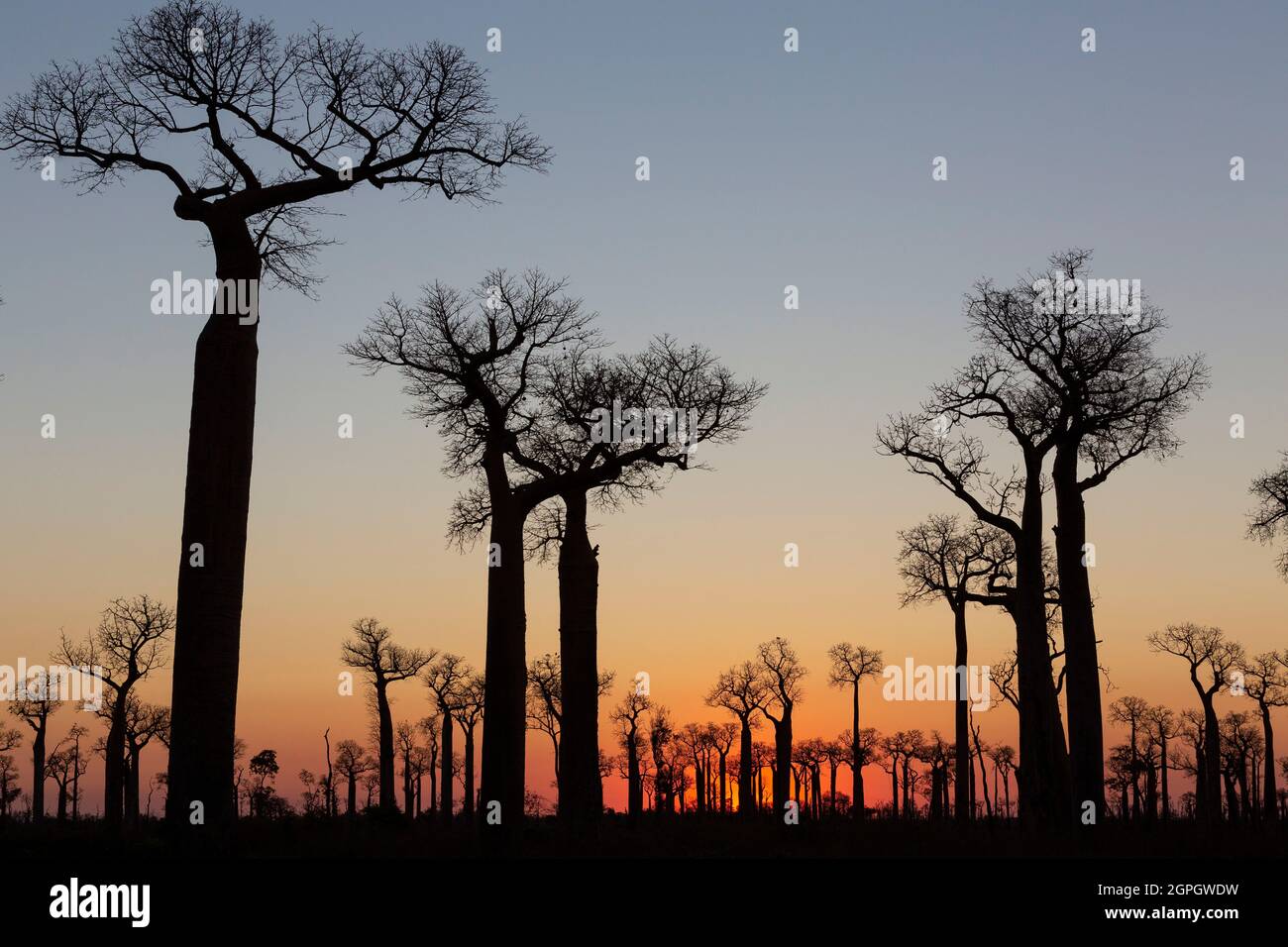 Madagascar, région de Menabe, forêt de Grandidier baobab (Adansonia grandidieri) Banque D'Images
