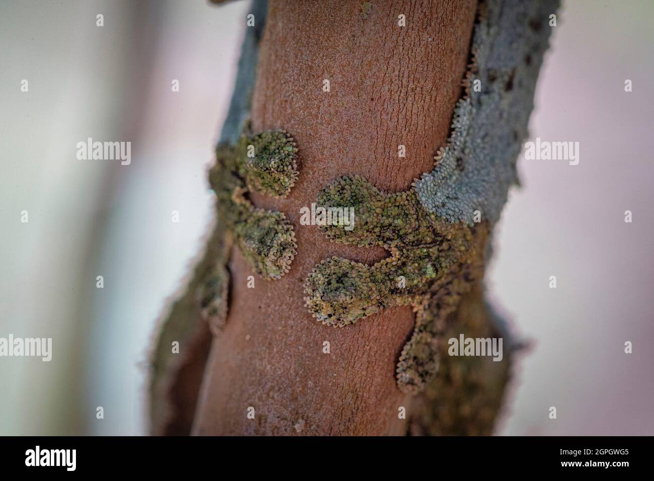 Madagascar, est, gecko, Uroplatus sikorae Banque D'Images