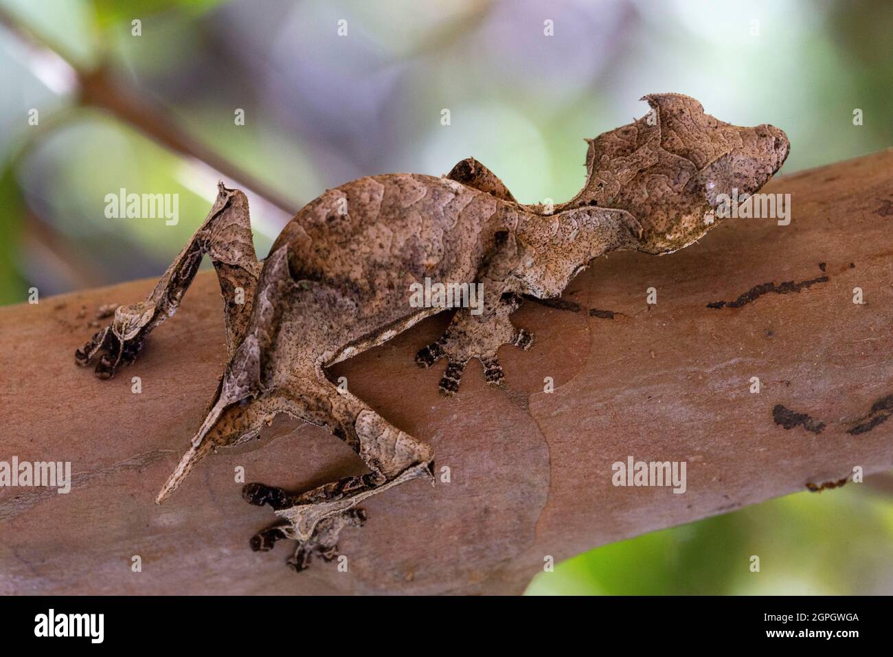 Madagascar, est, gecko, uroplatus phantasticus Banque D'Images