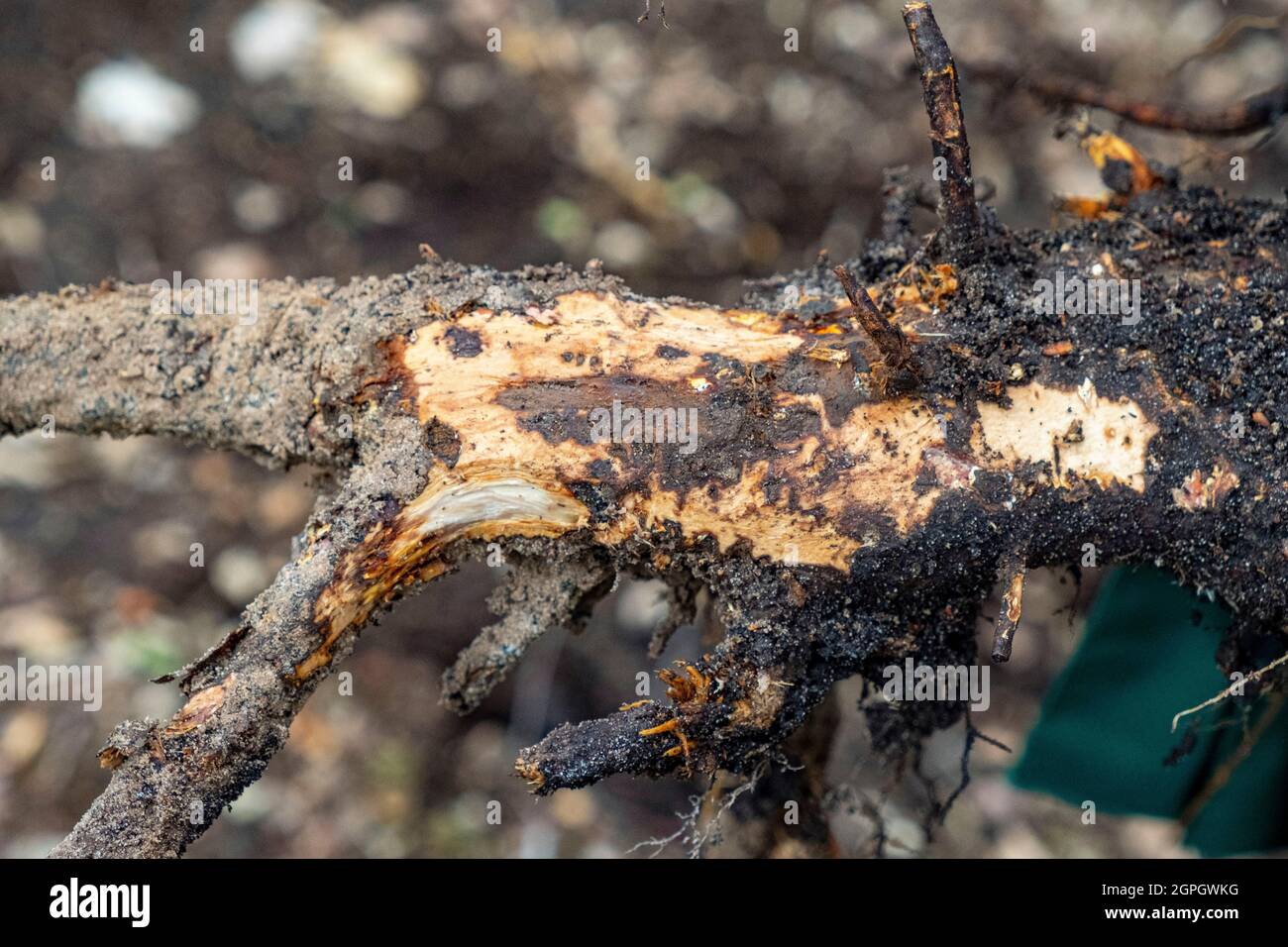 France, Val d'Oise, Forêt de Montmorency, maladie de l'encre (pathogène du Phytophthora), racine