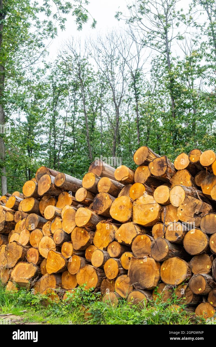 France, Val d'Oise, Forêt de Montmorency, maladie de l'encre (pathogène