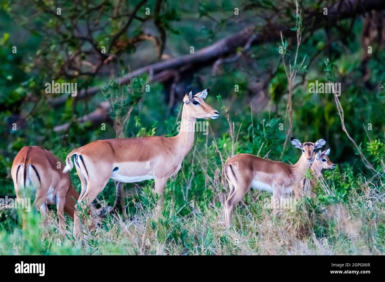 Kenya, parc national de Tsavo East, Female Impala, une brebis avec veau (Aepyceros melampus) Banque D'Images