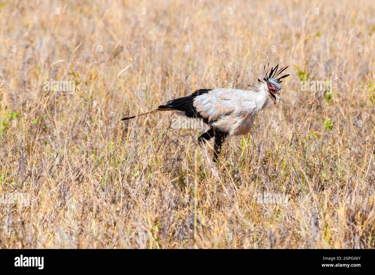 Kenya, Parc national du Tsavo-est, Secretarybird ou secretaire Bird (Sagittaire serpentarius) Banque D'Images