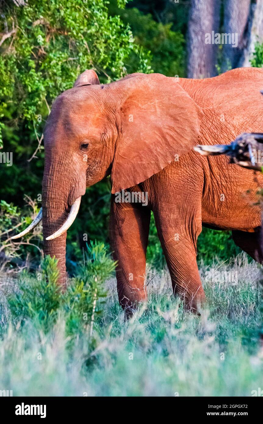 Kenya, réserve naturelle de Taita Hills, éléphant (Loxodonta africana) Banque D'Images