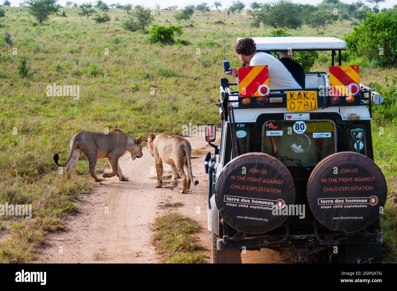 Kenya, parc national de Tsavo East, deux lions mâles (Panthera leo) traversant le sentier Banque D'Images