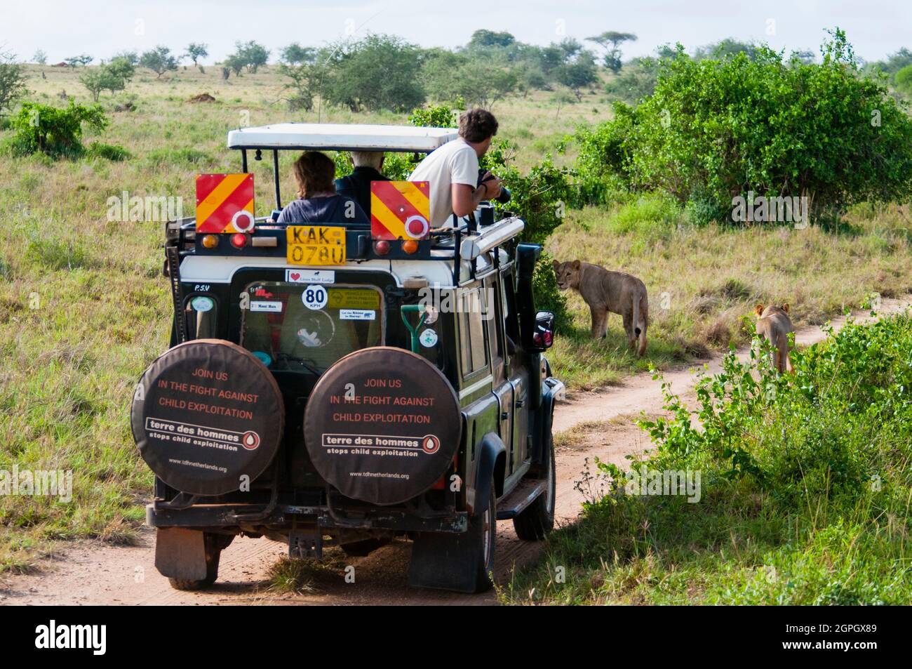 Deux lions mâles (Panthera leo) traversant le sentier Banque D'Images