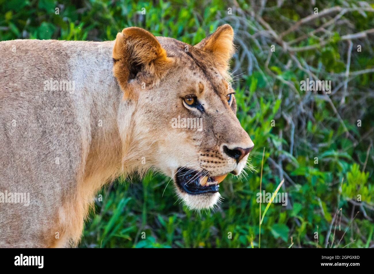 Kenya, parc national de Tsavo East, un jeune lion mâle (Panthera leo) Banque D'Images
