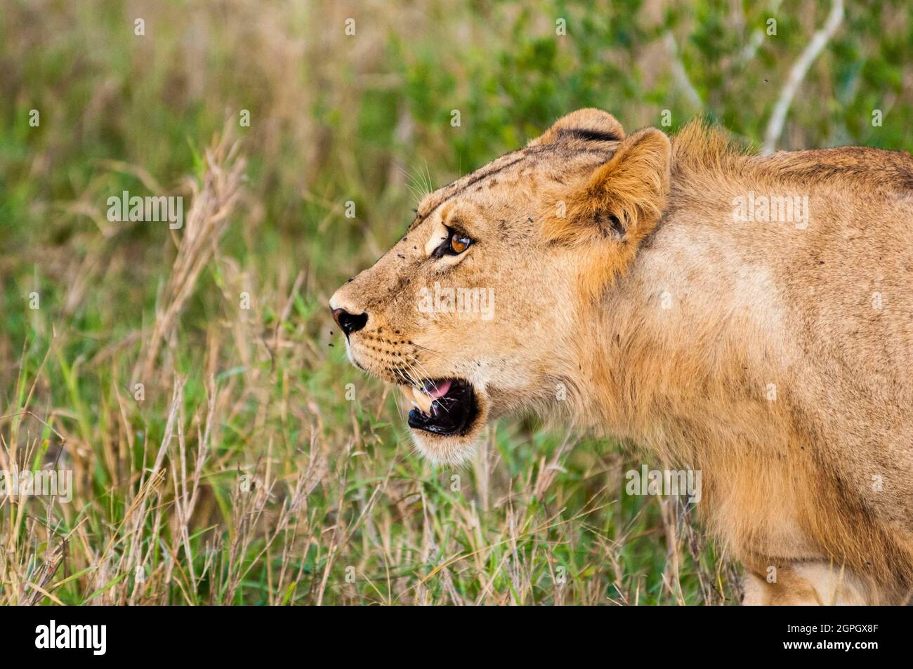 Kenya, parc national de Tsavo East, un jeune lion mâle (Panthera leo) Banque D'Images