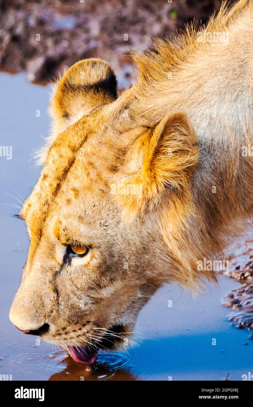 Kenya, parc national de Tsavo East, un jeune lion mâle (Panthera leo) buvant dans une flaque Banque D'Images