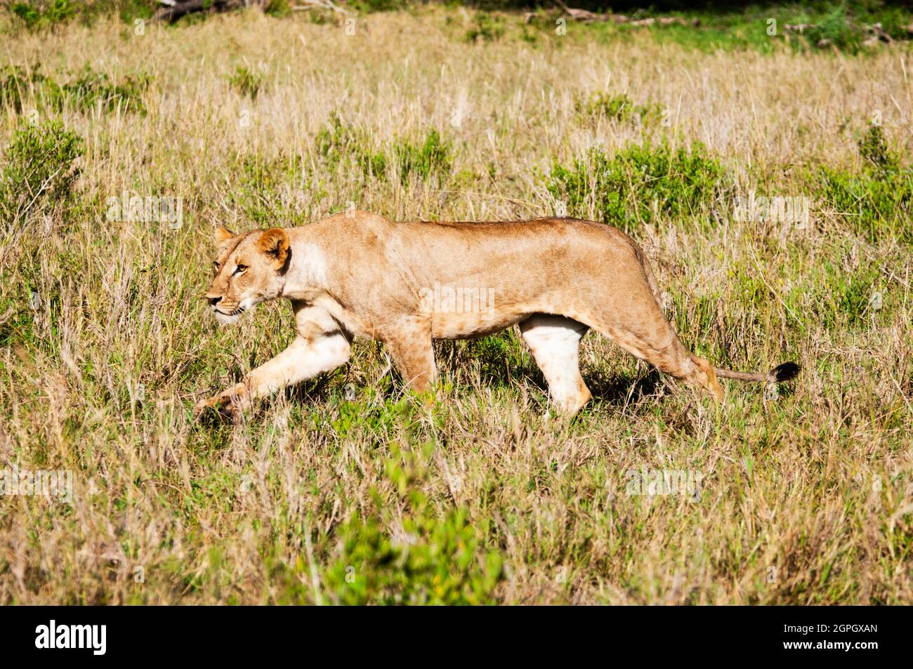 Kenya, parc national de Tsavo West, un jeune lion mâle (Panthera leo) Banque D'Images