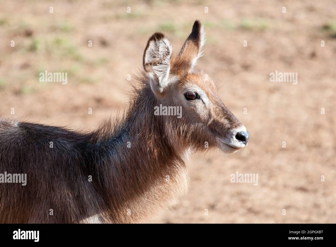 Kenya, Taita Hills Wildlife Sanctuary, femelle Waterbuck (Kobus ellipsiprymnus) Banque D'Images