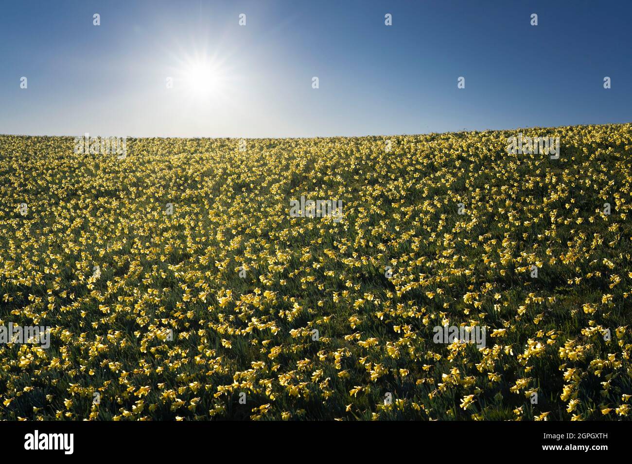 France, Puy de Dome, Super Besse, Parc naturel régional des volcans d'Auvergne, jonquilles fleuries dans les prés Banque D'Images