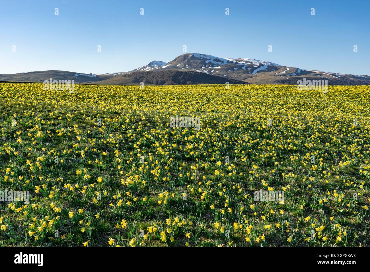 France, Puy de Dome, Super Besse, Parc naturel régional des volcans d'Auvergne, jonquilles fleuries dans les prés Banque D'Images