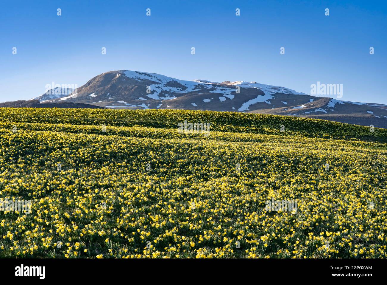 France, Puy de Dome, Super Besse, Parc naturel régional des volcans d'Auvergne, jonquilles fleuries dans les prés Banque D'Images